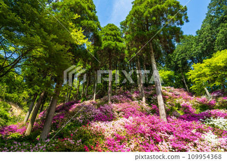 Azalea flowers, a forest plant where you can enjoy the four seasons of nature, Daikozenji Chigien (Kiyama Town, Miyaki District, Saga Prefecture) Azalea flowers, a forest plant where you can enjoy the four seasons of nature, Daikozenji Chigien (Kiyama Town, Miyaki District, Saga Prefecture) 109954368