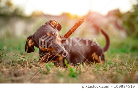 Playful dachshund nibbling a stick Playful dachshund nibbling a stick 109954519