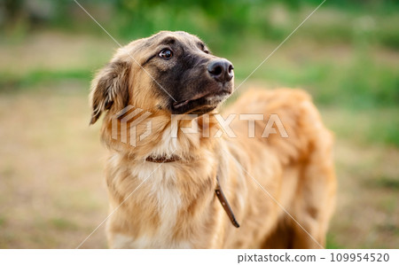 Portrait of a cute brown dog 109954520