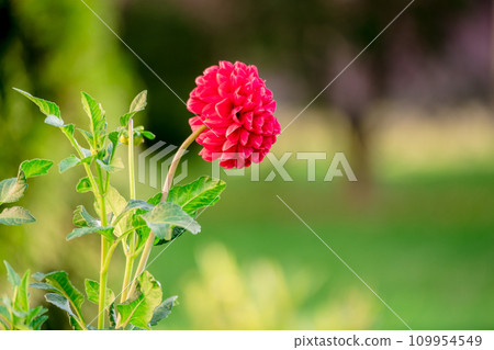 Bright red flower 109954549
