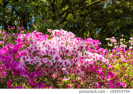Azalea flowers, a forest plant where you can enjoy the four seasons of nature, Daikozenji Chigien (Kiyama Town, Miyaki District, Saga Prefecture) Azalea flowers, a forest plant where you can enjoy the four seasons of nature, Daikozenji Chigien (Kiyama Town, Miyaki District, Saga Prefecture) 109954794