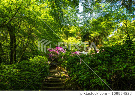 杜鵑花,可以享受大自然的四個季節的森林植物大光禪寺知義園(佐賀縣三燒郡木山町) 杜鵑花,可以享受大自然的四個季節的森林植物大光禪寺知義園(佐賀縣三燒郡木山町) 109954823