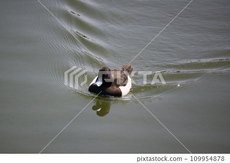 A cute migratory golden-winged butterfly swimming in the pond 109954878