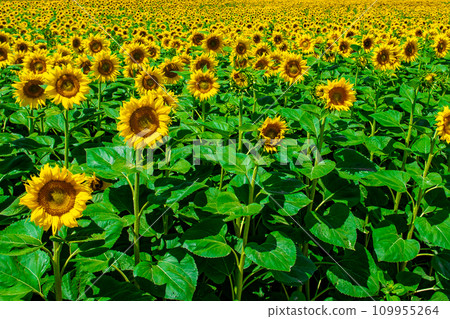 Field With Common Sunflowers (Helianthus annuus) With Big Yellow Blossoms In Austria Field With Common Sunflowers (Helianthus annuus) With Big Yellow Blossoms In Austria 109955264