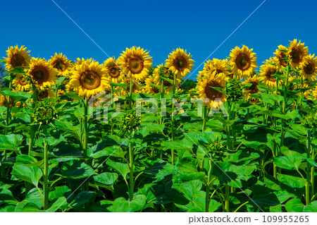 Field With Common Sunflowers (Helianthus annuus) With Big Yellow Blossoms In Austria Field With Common Sunflowers (Helianthus annuus) With Big Yellow Blossoms In Austria 109955265