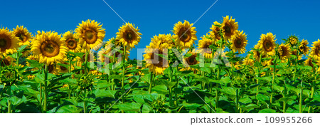 Field With Common Sunflowers (Helianthus annuus) With Big Yellow Blossoms In Austria Field With Common Sunflowers (Helianthus annuus) With Big Yellow Blossoms In Austria 109955266