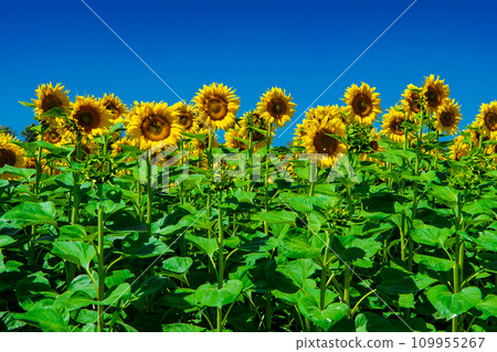 Field With Common Sunflowers (Helianthus annuus) With Big Yellow Blossoms In Austria Field With Common Sunflowers (Helianthus annuus) With Big Yellow Blossoms In Austria 109955267