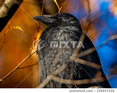 Up crow Up crow 109955389