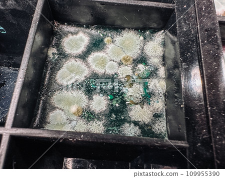 Green jelly cube with nasty green mold un black silicone form 109955390