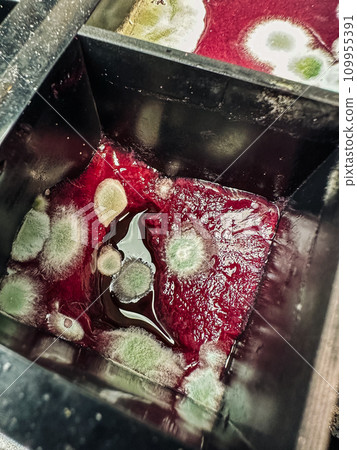 Red jelly cube with nasty green mold in black silicone form Red jelly cube with nasty green mold in black silicone form 109955391
