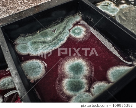 Red jelly cube with nasty green mold in black silicone form. Violation of food storage rules. Red jelly cube with nasty green mold in black silicone form. Violation of food storage rules. 109955392