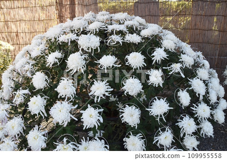 千和崎菊 東京 109955558