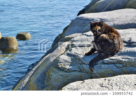 Cat of Ainoshima Fukuoka Cat of Ainoshima Fukuoka 109955742