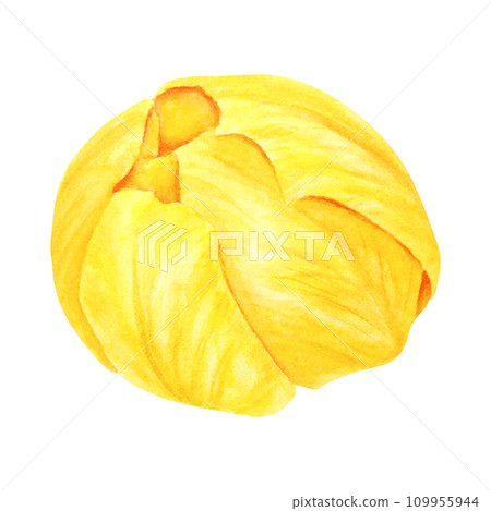 Yellow tulip. Watercolor hand drawn illustration of spring symbol, golden flower. Clip art for Easter, Mothers Day, Womens Day, March 8 cards, wedding, farmer and floristic prints, travelbook, packing 109955944