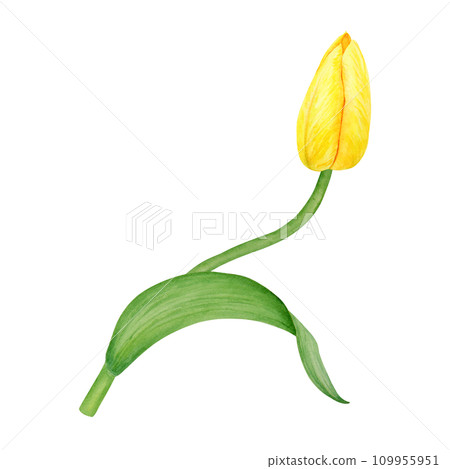 Yellow tulip. Watercolor hand drawn illustration of spring symbol, golden flower. Clip art for Easter, Mothers Day, Womens Day, March 8 cards, wedding, farmer and floristic prints, travelbook, packing 109955951