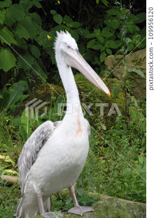 Dalmatian pelican   (pelicanus crispus) 109956120