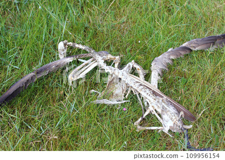 dead Gull 109956154