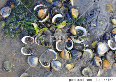 Muscheln   shells 109956162