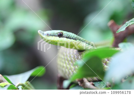 Argentinian Long-nosed Tree Snake  (Philodryas baroni) 109956178