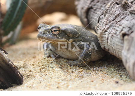 Colorado River Toad (Bufo alvarius) Colorado River Toad (Bufo alvarius) 109956179
