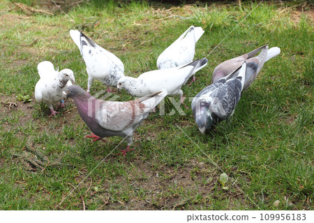 City pigeon (Columba livia forma domestica) City pigeon (Columba livia forma domestica) 109956183