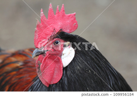 black cock 109956184