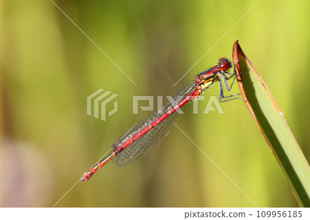 The Scarlet (Ceriagrion tenellum) The Scarlet (Ceriagrion tenellum) 109956185