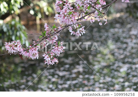 Cherry petals Cherry petals 109956258
