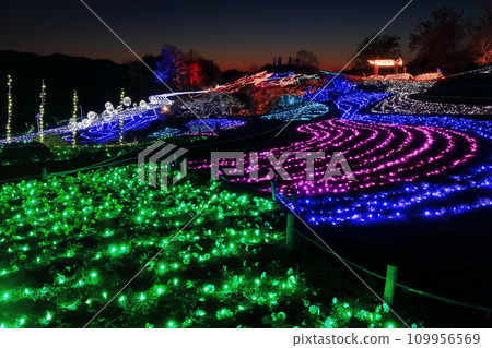 [Kagawa Prefecture] Winter National Sanuki Mannou Park (Illumination) 109956569