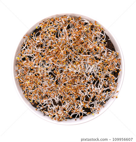 Alfalfa sprouts germinating on humus soil, in a white bowl. Cotyledons of Medicago sativa, with small root hairs, often confused with mold. Close-up, from above, isolated over white, food photo. 109956607