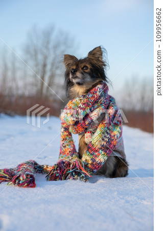 A very obedient dog performs the command sit. 109956662