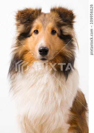 Dog Front Portrait Shetland Sheepdog Sheltie White Background Dog Front Portrait Shetland Sheepdog Sheltie White Background 109956826
