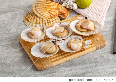 Raw natural scallop in its shell 109957297