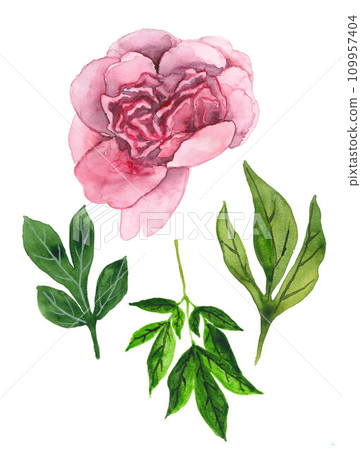 Watercolor illustration of a pink peony Watercolor illustration of a pink peony 109957404