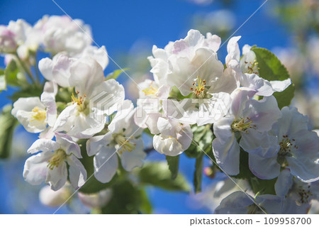 Close up for white apple blossom on the blue sky background on sunny day Close up for white apple blossom on the blue sky background on sunny day 109958700