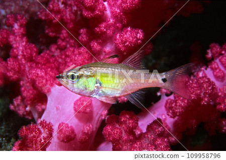 念佛台與水下花朵 念佛台 水下花園 水下照片 109958796