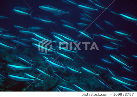 Drop-off fish School of fish Kumazasahanamuro Underwater photo 109958797