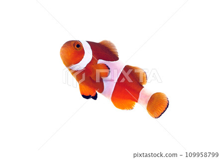 小丑魚白色背景 109958799