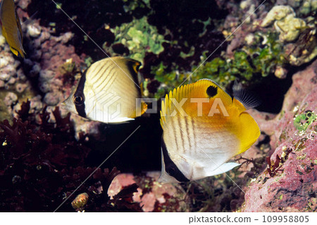 Young butterfly fish, Spiny butterfly fish, Furous butterfly fish Young butterfly fish, Spiny butterfly fish, Furous butterfly fish 109958805