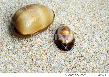 Seashell modeling Takara shell graphic material Seashell modeling Takara shell graphic material 109958821