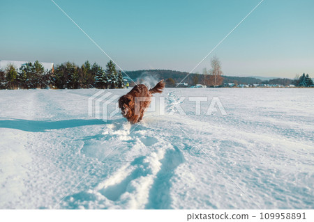 Active Irish Setter dog running slow motion footage during the snowy walking, having fun in winter park. High quality FullHD footage 109958891