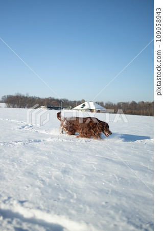 Active Irish Setter dog running slow motion footage during the snowy walking, having fun in winter park. High quality FullHD footage Active Irish Setter dog running slow motion footage during the snowy walking, having fun in winter park. High quality FullHD footage 109958943