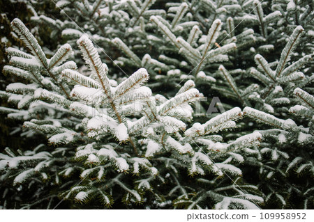 Thick branches of the Christmas tree are decorated with a golden garland. Festive Christmas tree decorations covered snow. 109958952