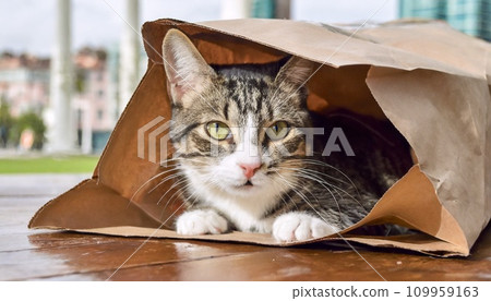 tabby cat playing in a paper bag, 16:9 widescreen wallpaper / backdrop tabby cat playing in a paper bag, 16:9 widescreen wallpaper / backdrop 109959163
