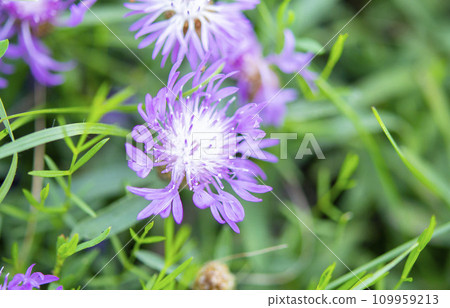 Beautiful blooming purple violet flower with thin petals and stamen on blurred green background close-up. Natural nature Beautiful blooming purple violet flower with thin petals and stamen on blurred green background close-up. Natural nature 109959213