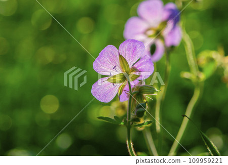 Beautiful blooming flower with purple petals and green leaves on a blurred green background on a sunny summer day close up. Natural background Nature backdrop Beautiful blooming flower with purple petals and green leaves on a blurred green background on a sunny summer day close up. Natural background Nature backdrop 109959221