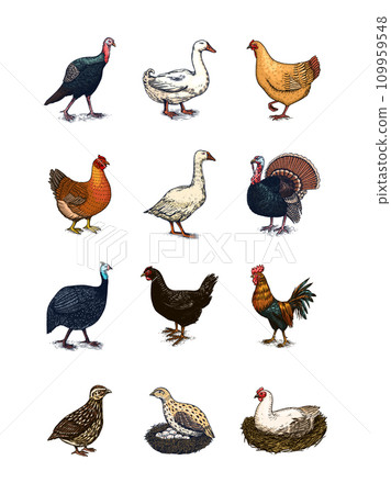 Domestic Chicken bird. Turkey, guinea fowl, goose, duck, quail. Hand drawn. Engraved Farm animal 109959548