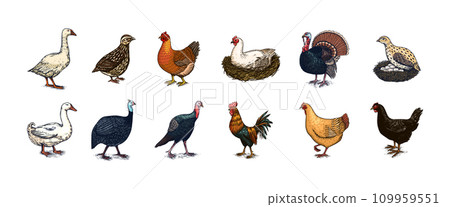 Domestic Chicken bird. Turkey, guinea fowl, goose, duck, quail. Hand drawn. Engraved Farm animal 109959551