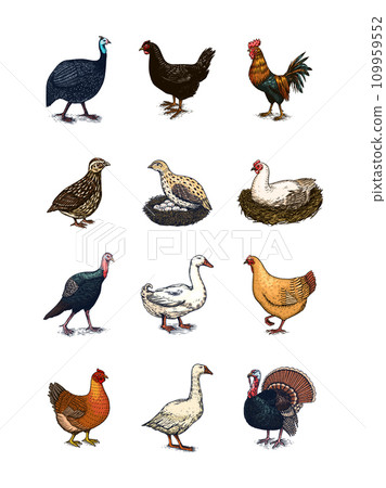 Domestic Chicken bird. Turkey, guinea fowl, goose, duck, quail. Hand drawn. Engraved Farm animal 109959552