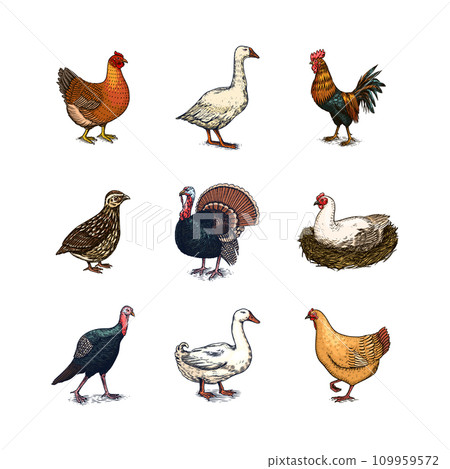 Domestic Chicken bird. Turkey, guinea fowl, goose, duck, quail. Hand drawn. Engraved Farm animal Domestic Chicken bird. Turkey, guinea fowl, goose, duck, quail. Hand drawn. Engraved Farm animal 109959572